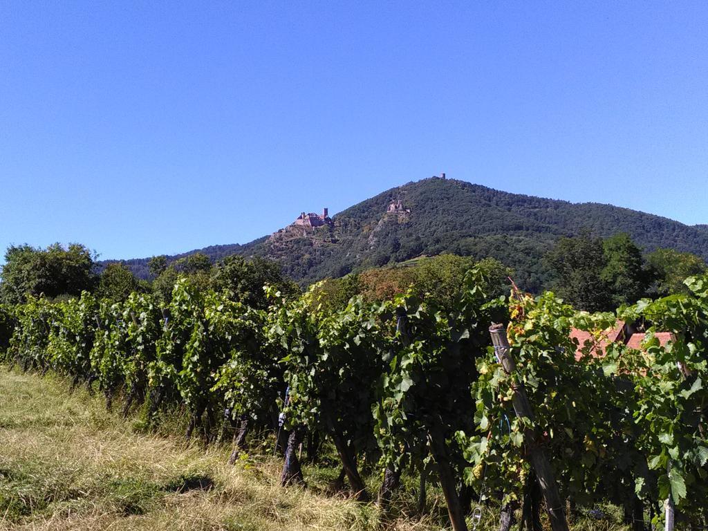 Gites & Camping On The Route Des Vins Bergheim Exterior photo